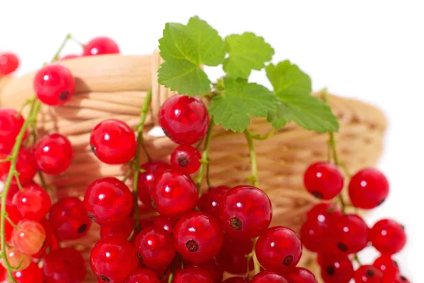 Red currant fruit. — Stock Photo, Image
