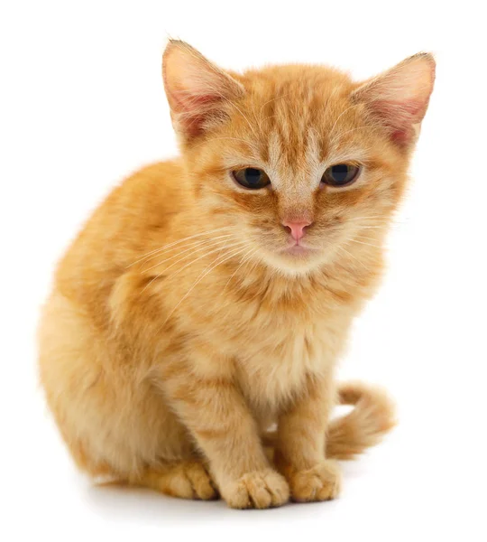 Pequeno gatinho vermelho . — Fotografia de Stock