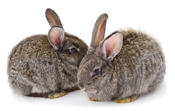 Twee grijze konijnen geïsoleerd. — Stockfoto