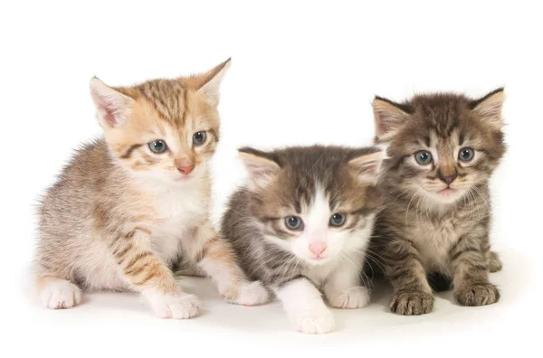 Drie baby kittens. Rechtenvrije Stockfoto's