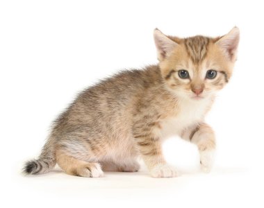 Küçük kahverengi yavru kedi.