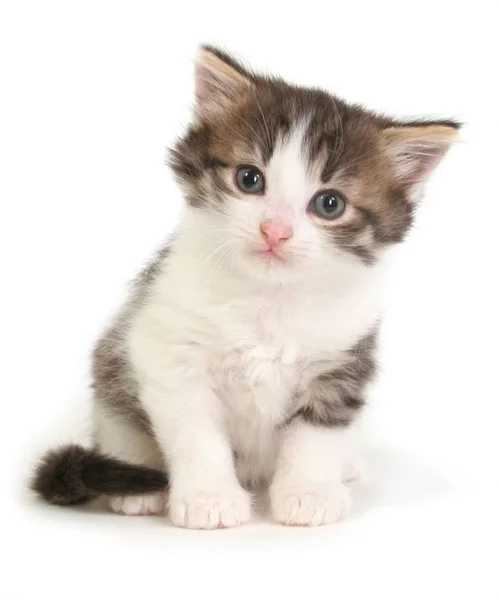 Kleine grijze kitten. — Stockfoto