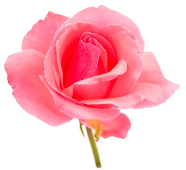 pembe gül çiçeği.