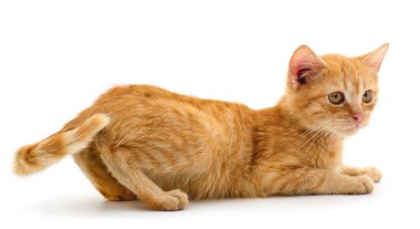 küçük kırmızı kedi.