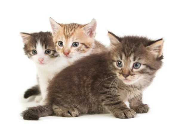 Три котенка . — стоковое фото