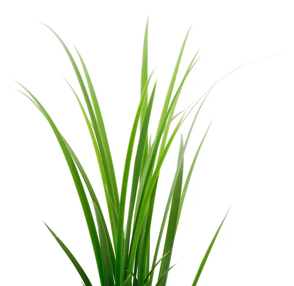 Taze yeşil çimenler.