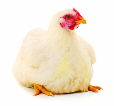 Beyaz tavuk izole.