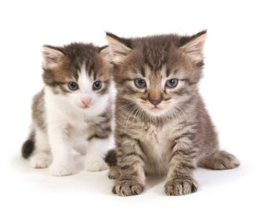 İki yavru kedi yavrusu.