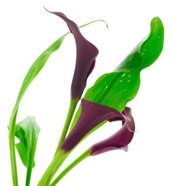 Yeşil yaprakları ile çiçeklenme kırmızı Cala.