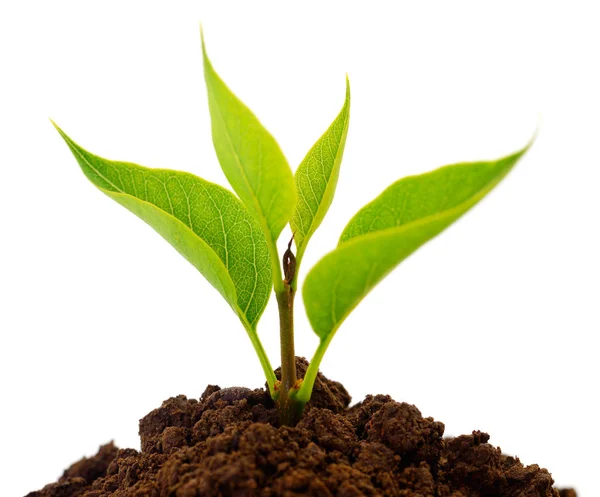 Small sprout in black soil. Stock Picture