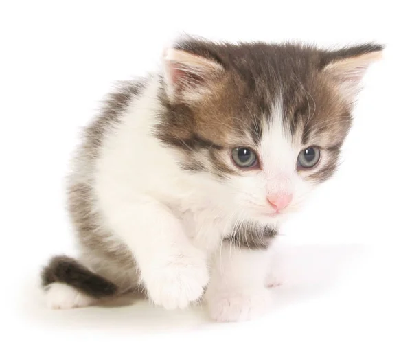 Small gray kitten. — Stock Photo, Image