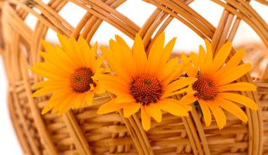 Sarı çiçek Rudbeckia, (mini ayçiçeği) sepette.