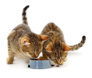 bir kase iki kedi yemek.