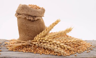 ve kulak buğday taneleri ile çuval.
