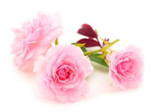 Roze roos bloem. — Stockfoto