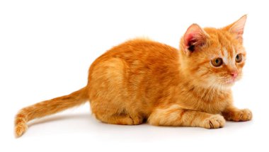 küçük kırmızı kedi.