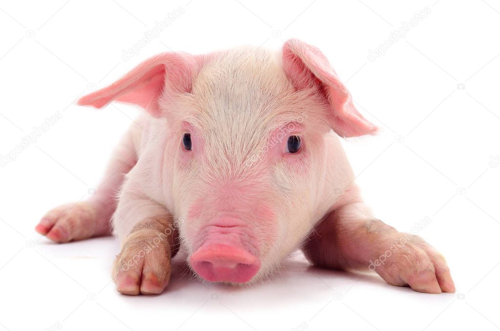 Small pink pig isolated.