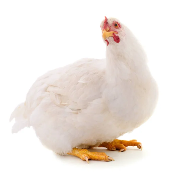 Gallina bianca isolata . — Foto Stock