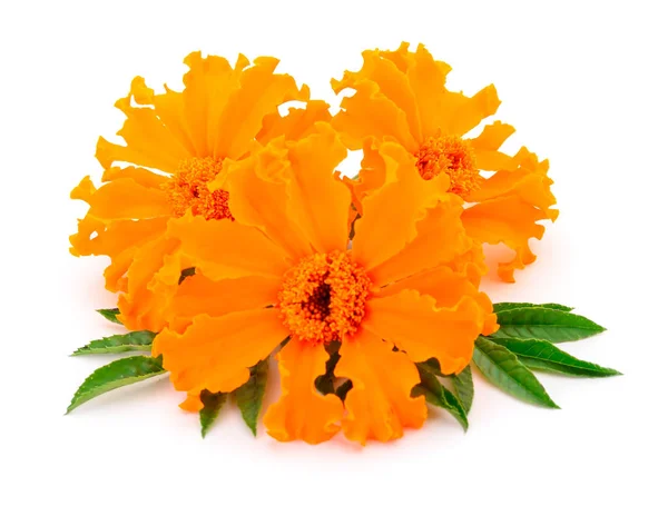 Fiore di calendula isolato . — Foto Stock