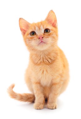 küçük kırmızı kedi.