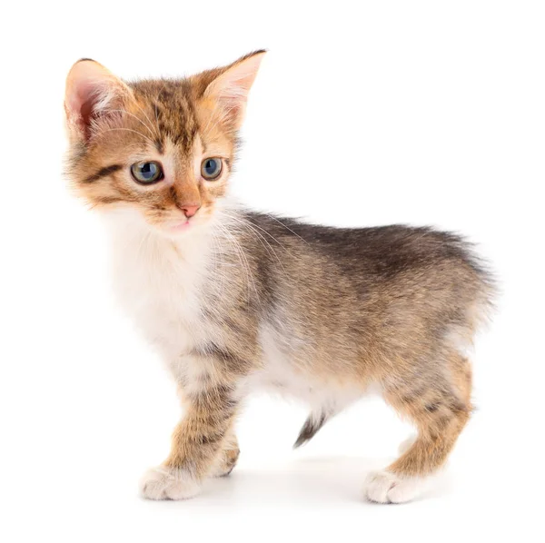 Small brown kitten. — Stock Photo, Image