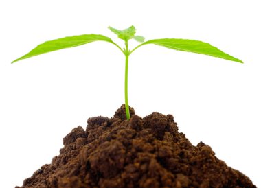 Siyah toprakta küçük filiz.