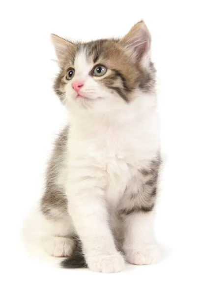 Μικρό γκρι γατάκι. — Φωτογραφία Αρχείου