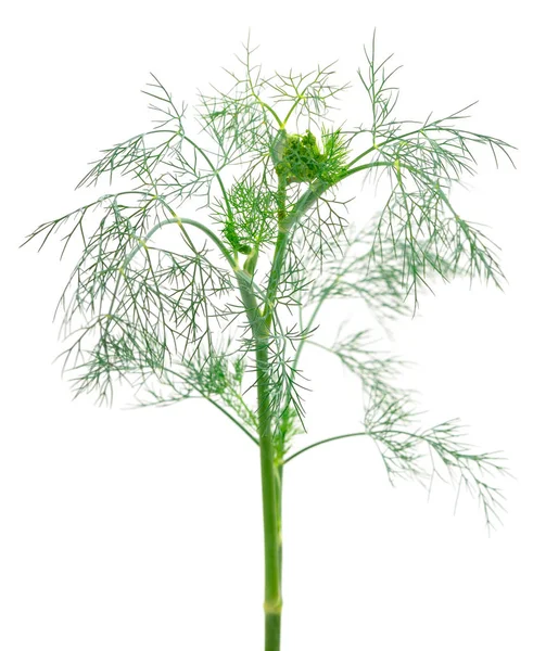 Close up shot of branch of fresh green dill herb leaves. — Stock Photo, Image