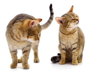 İki kahverengi ev kedisi.