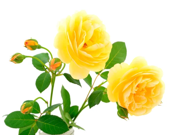 Amarelo belas rosas . — Fotografia de Stock