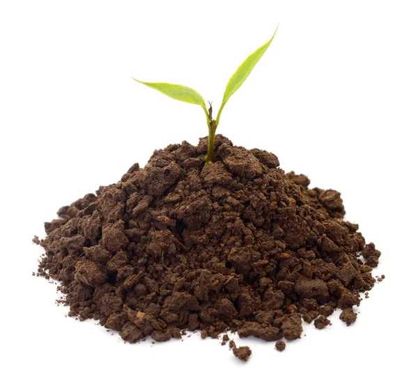 Small sprout in black soil. Royalty Free Stock Photos