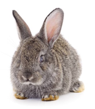 gri tavşan izole.