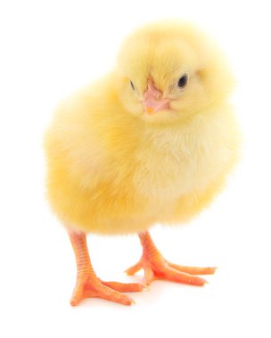 izole küçük tavuk.