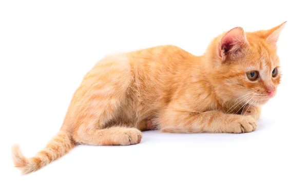 Small red kitten. — Stock Photo, Image