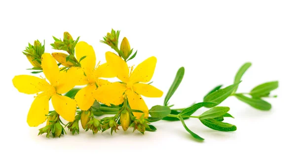 Orbáncfű, orbáncfű bokor sárga virága, gyógynövény-készítmények. — Stock Fotó