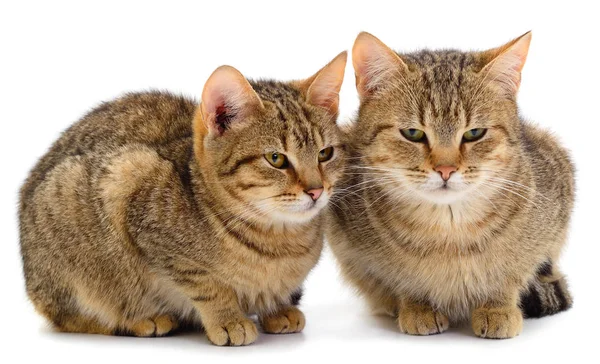 Два коричневі домашні коти . — стокове фото