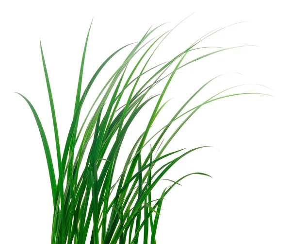 Taze yeşil çimenler.