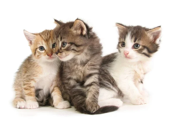 Três gatinhos bebés . — Fotografia de Stock