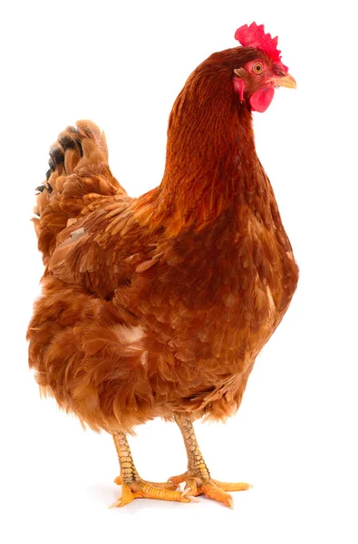 Gallina marrón aislada . — Foto de Stock