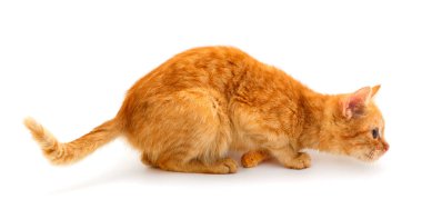 küçük kırmızı kedi.