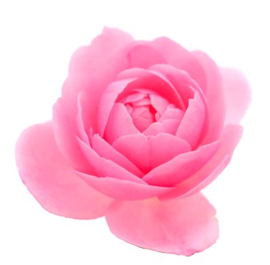 pembe gül çiçeği.