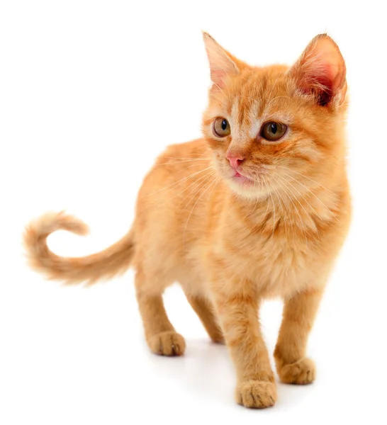 Pequeno gatinho vermelho . — Fotografia de Stock