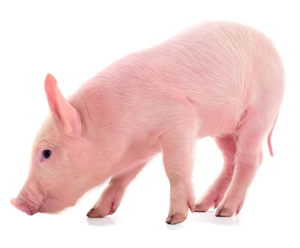 Pequeño cerdo rosa aislado . — Foto de Stock