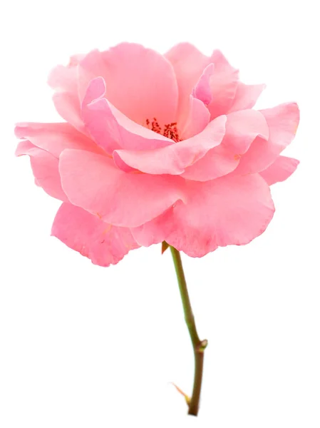pembe gül çiçeği.