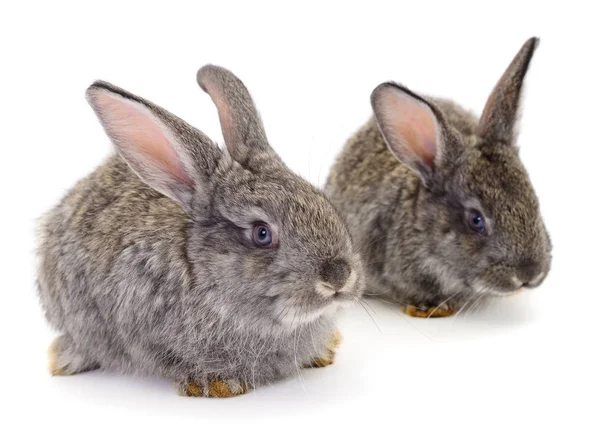 Grijze konijnen geïsoleerd. — Stockfoto