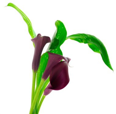 Yeşil yaprakları ile çiçeklenme kırmızı Cala.