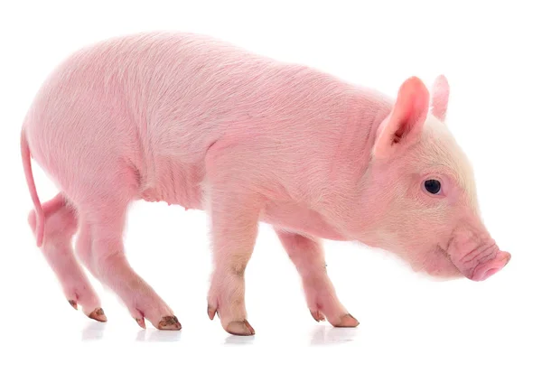 Pequeño cerdo rosa aislado . — Foto de Stock