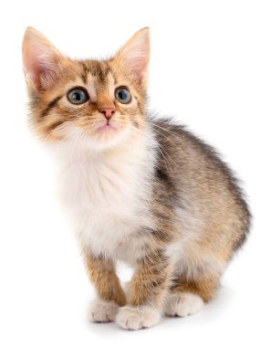 Küçük kahverengi yavru kedi.