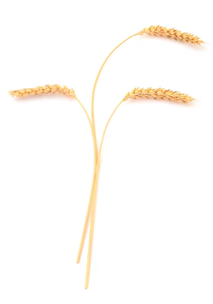 熟した小麦の穂の束. — ストック写真