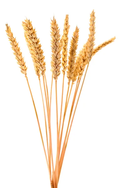 Bunch of ripe wheat ears. — Stock Photo, Image